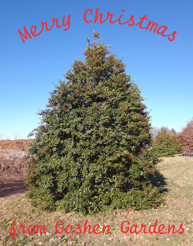 Christmas 1a Christmas 1a