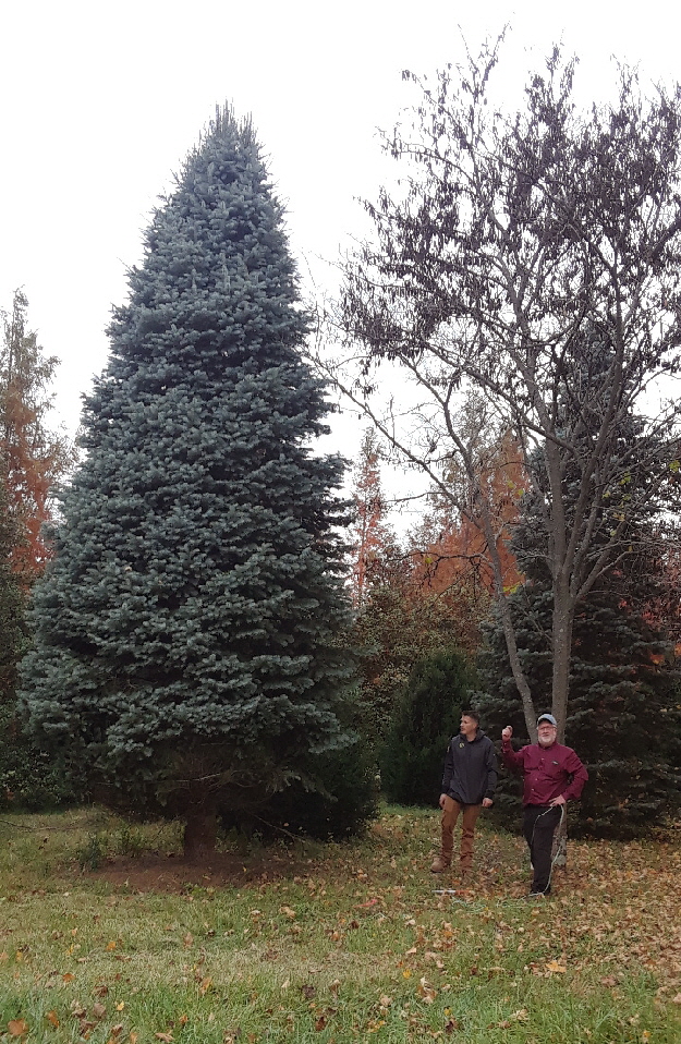 Christmas tree Christmas tree