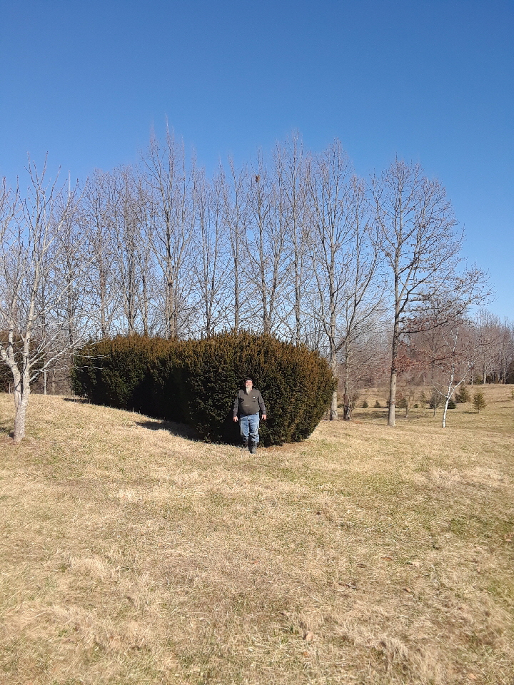 Vermeulen taxus Vermeulen taxus