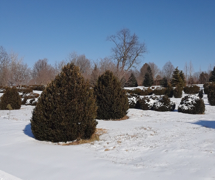 american varder american varder