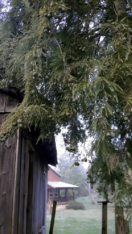 dawn redwood dawn redwood