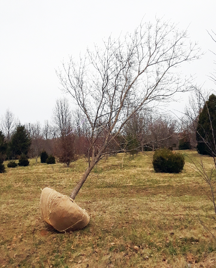 dogwood travel dogwood travel