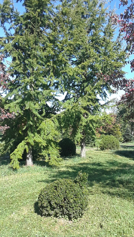 dwarf boxwood 2 dwarf boxwood 2
