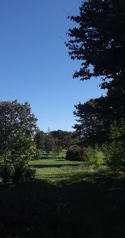 dwarf boxwood dwarf boxwood