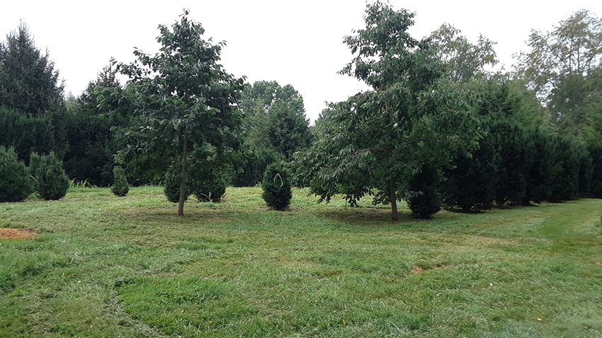 evergreens 21 evergreens 21