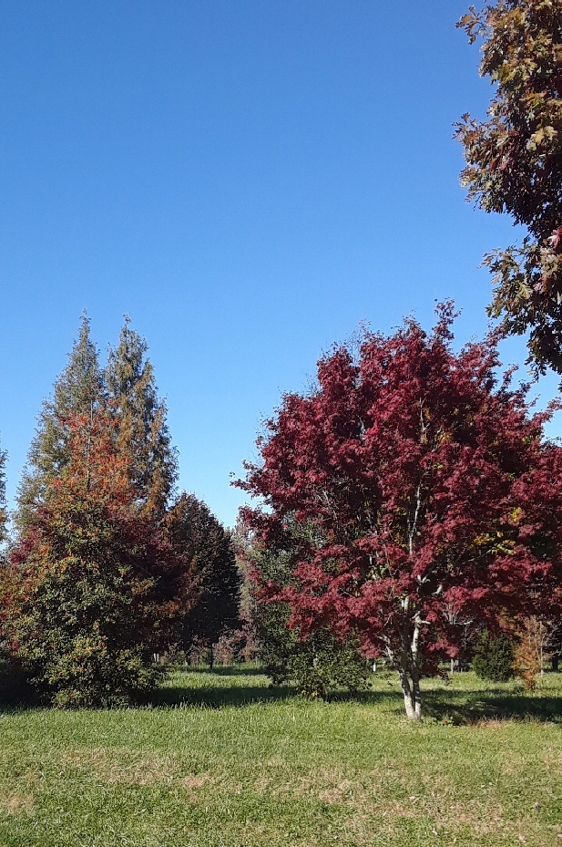 jap maple American holly jap maple American holly