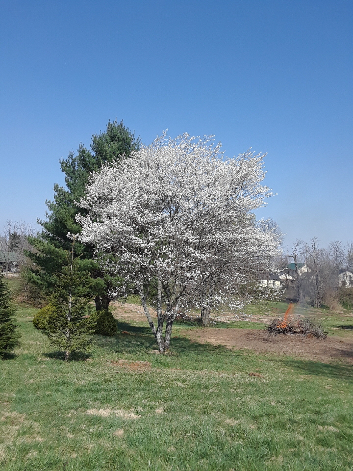 june berry june berry