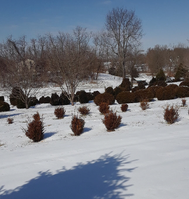 littleleafkorean littleleafkorean