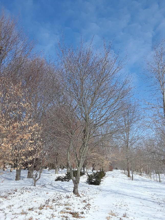 sarvisberry sarvisberry