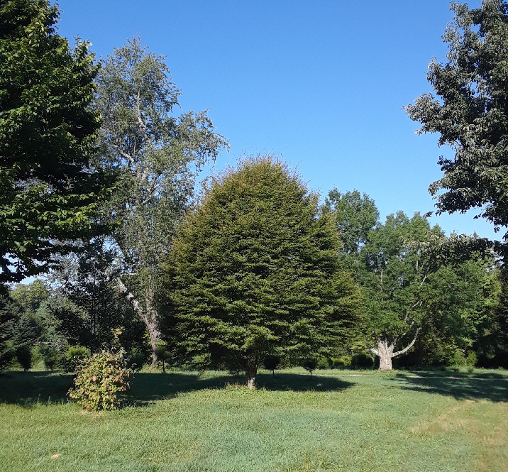 aspendifolia aspendifolia