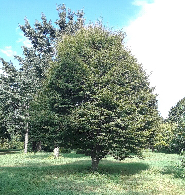 asplenafolia close up asplenafolia close up