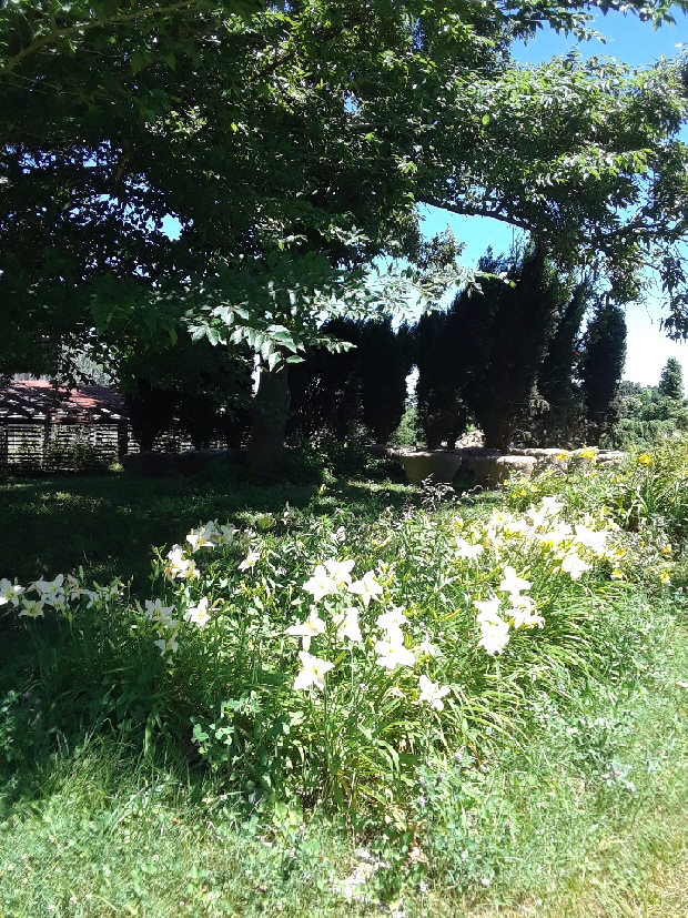 daylillies daylillies