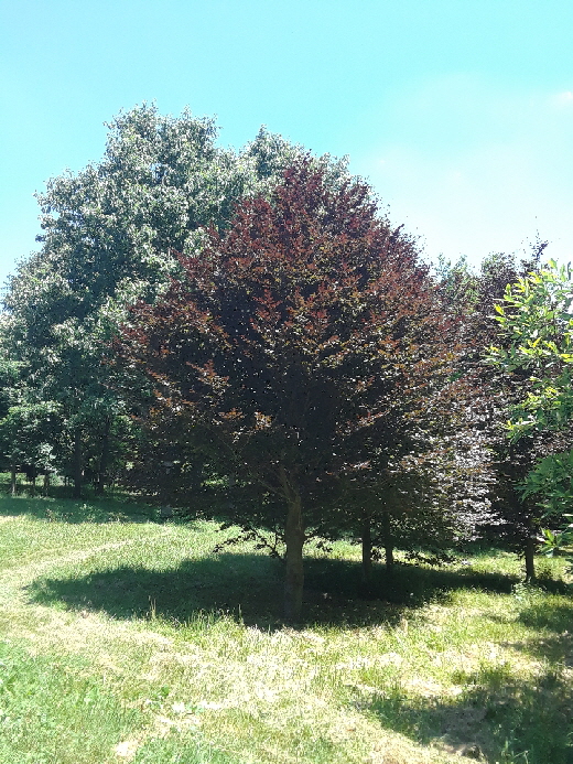 early spring June early spring June