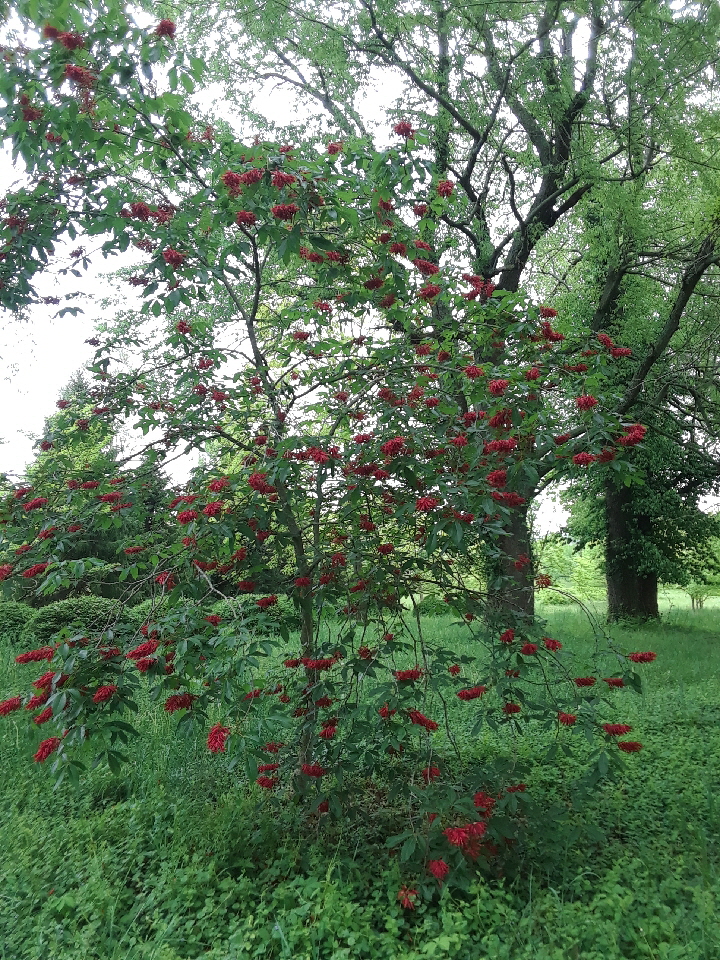 flowering buckeye flowering buckeye