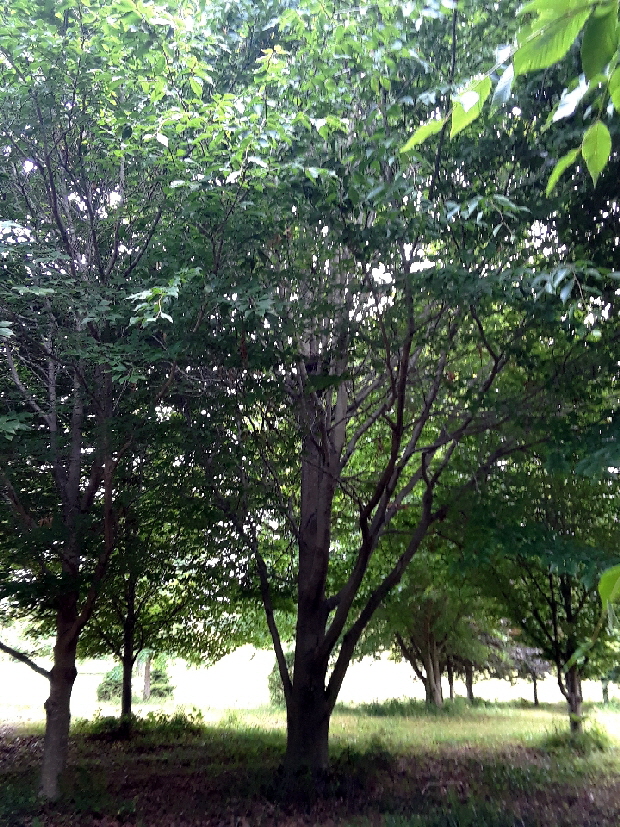 hawk nest 1 hawk nest 1