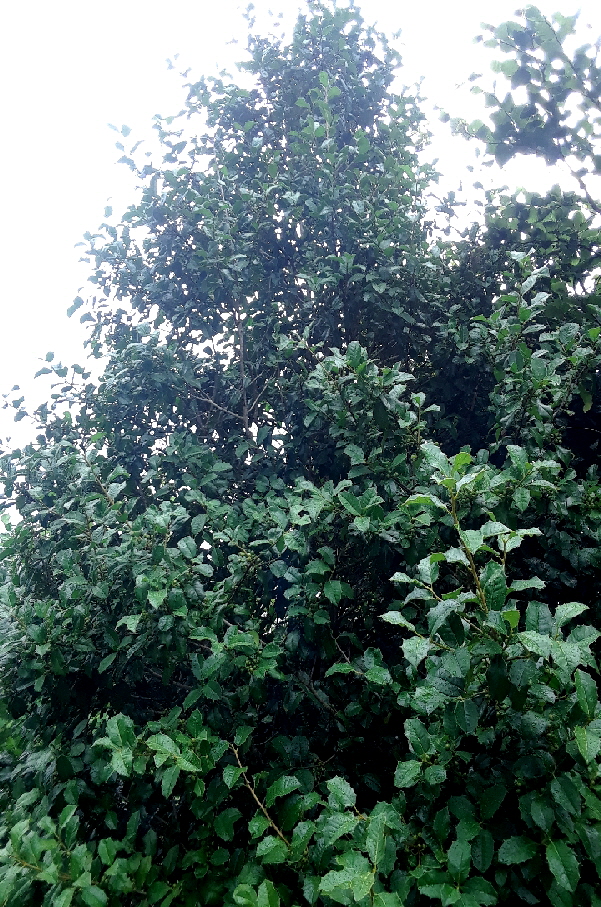 holly berry 22 holly berry 22