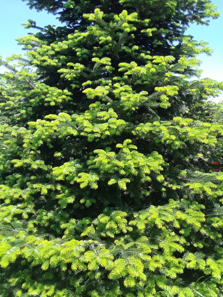 nordmann 2 nordmann 2