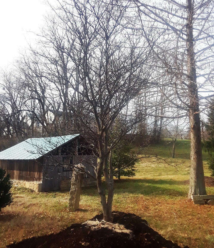 pagoda dogwood pagoda dogwood