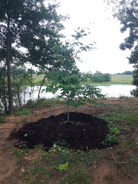 saving beech 1 saving beech 1