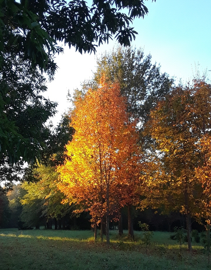 sugar maple sugar maple