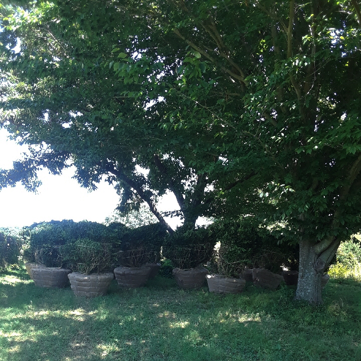 varder valley boxwood varder valley boxwood